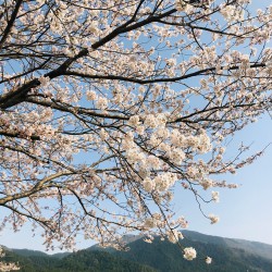 大原の春・桜