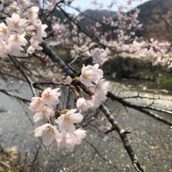 大原の桜