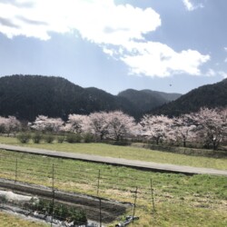 大原の桜
